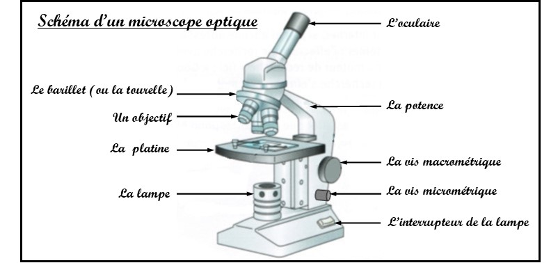 Activité 4 - Apprendre à utiliser un microscope optique. - SVT - collège  Condorcet